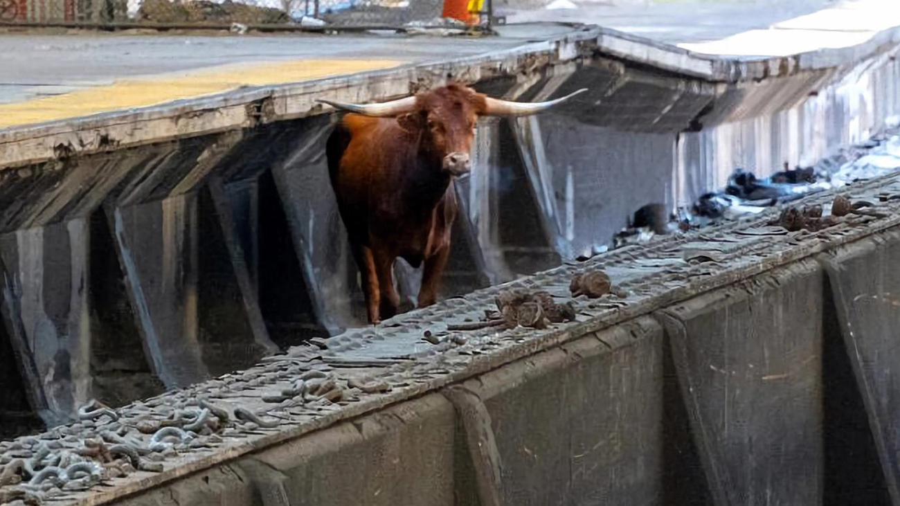 Un toro se pasea por las vías del tren camino de Nueva York