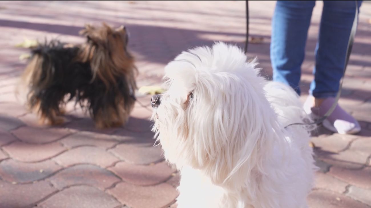 Dudas sobre la nueva Ley de Bienestar Animal