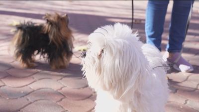 Dudas sobre la nueva Ley de Bienestar Animal