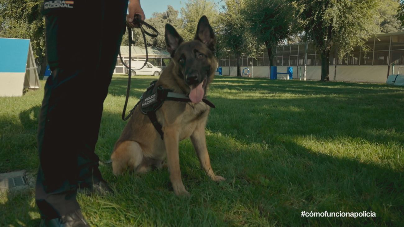 Unidad Canina de la Policía Nacional: trabajo y jubilación