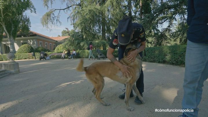 Policía Nacional canes / TeleMadrid