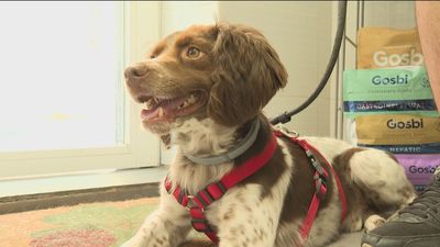 Un total de 4.157 perros y 5.078 gatos fueron abandonados en la región en 2023