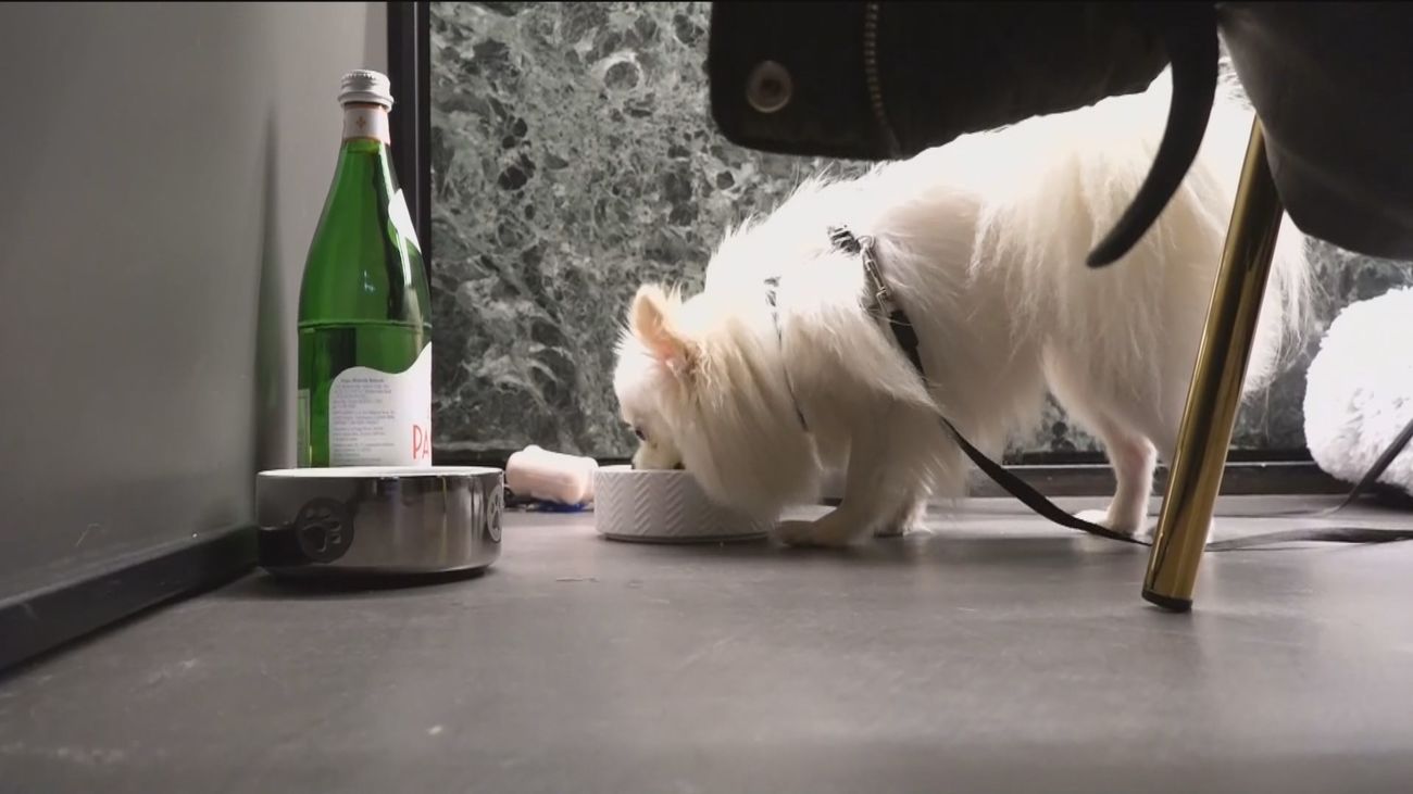 El mejor amigo del hombre ya tiene su propio chef en Roma