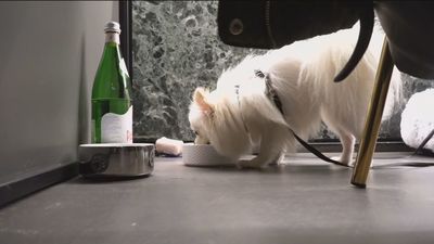 El mejor amigo del hombre ya tiene su propio chef en Roma