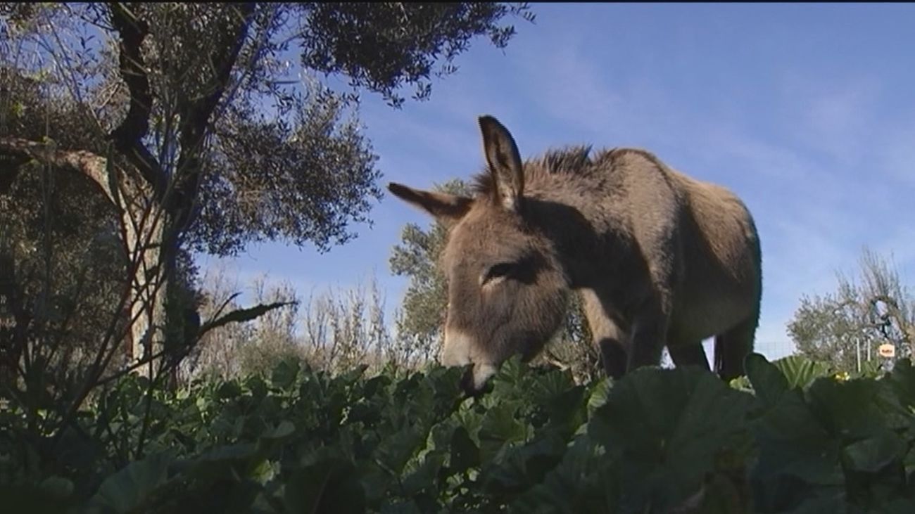 Mortadelo, el burro tuerto que puede tener la solución a la calvicie