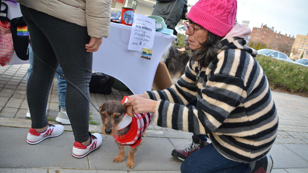 Preuvas caninas de 2022 en el Ensanche de Alcorcón