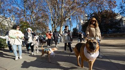 Bolitas de pienso y campanadas: La Sanperrestre de El Refugio, una fiesta para perros