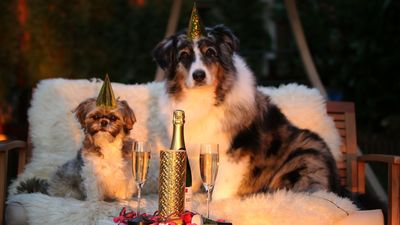 ¿Los perros pequeños viven más tiempo que los grandes?