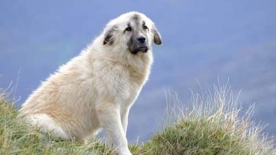 ¿Dónde está Chulo?