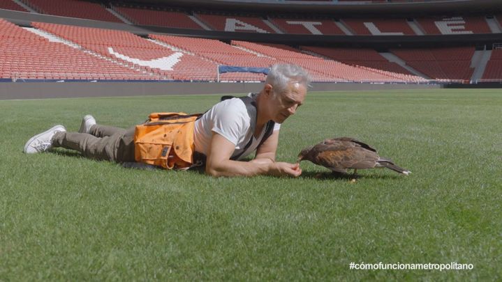 Jorge Castaño, halconero del Metropolitano / TeleMadrid