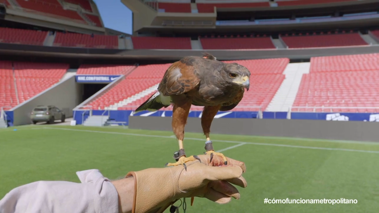 El halconero del Metropolitano