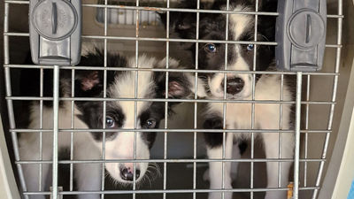 La Policía desarticula una banda criminal dedicada a la cría y venta ilegal de cachorros