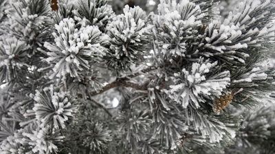 Aviso amarillo este viernes en la Comunidad de Madrid por nevadas en la Sierra Norte