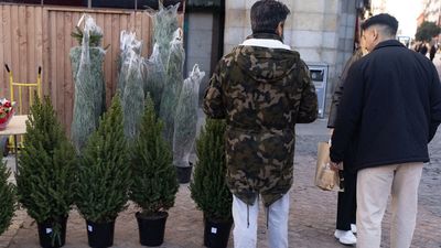 La campaña de recogida de abetos del Ayuntamiento de Madrid comenzará el domingo 7 de enero