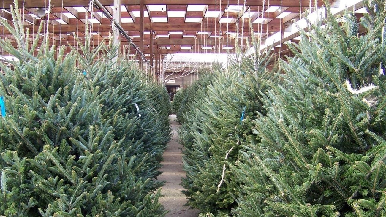 Arranca la campaña de recogida de abetos del Ayuntamiento de Madrid
