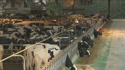 Podólogo vacuno, un oficio sin paro