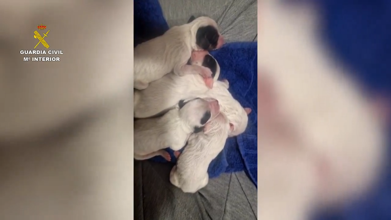 Investigan a un hombre en Valladolid por abandonar a ocho cachorros en un contenedor