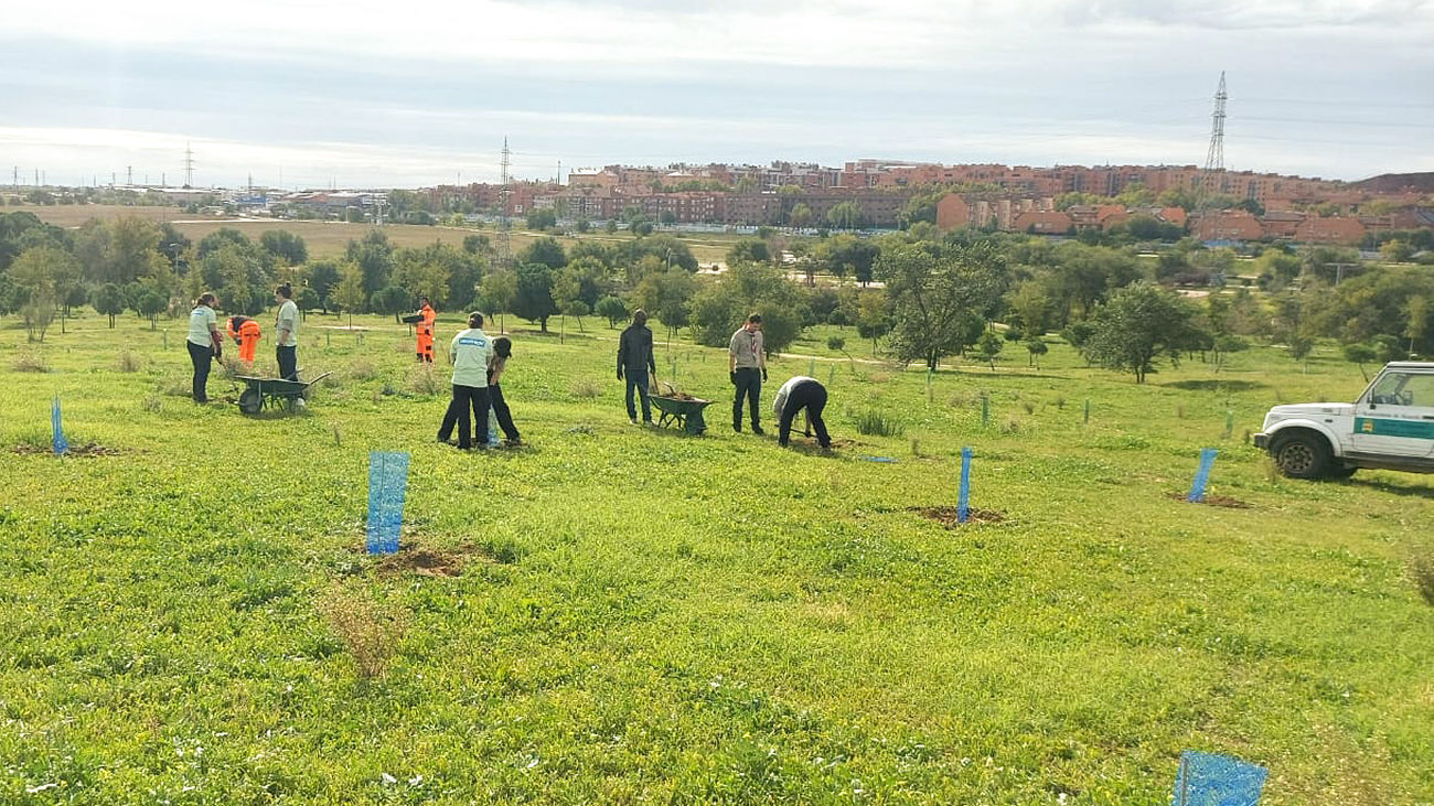 Móstoles sustituirá 280 árboles del PAU-4 por su "grave deterioro"