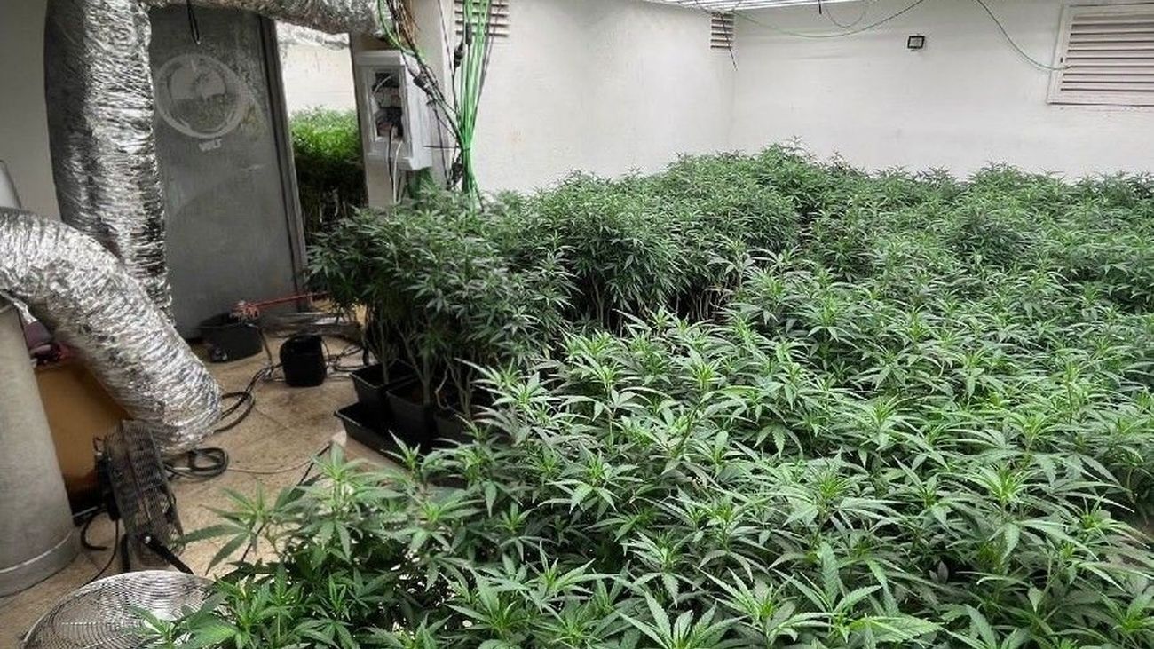 300 plantas de marihuana en la Cañada Real