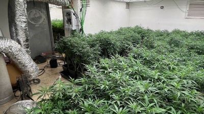 Absueltos cuatro acusados de cultivar 300 plantas de marihuana en la Cañada Real