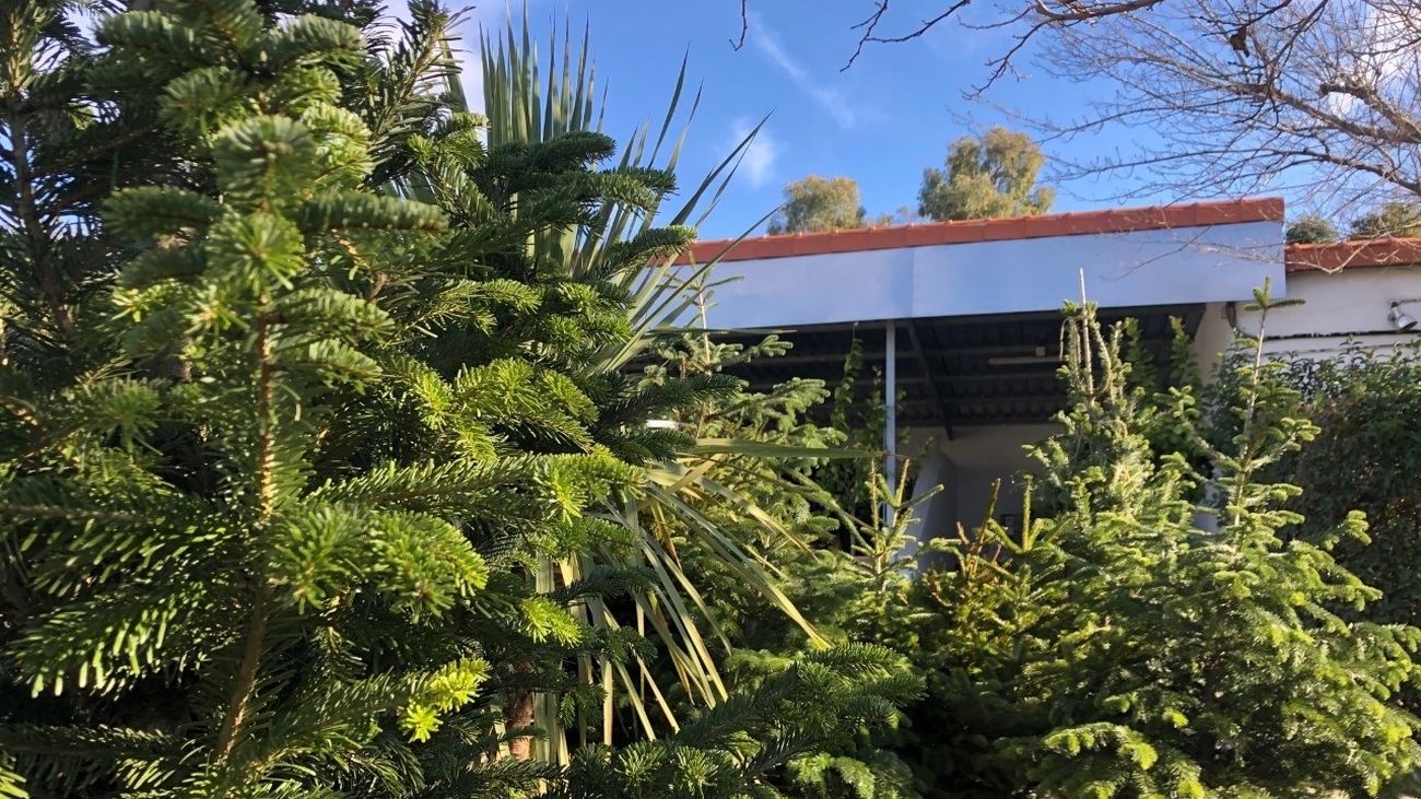 Abetos recuperados en los viveros del Ayuntamiento de Madrid