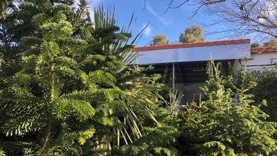 El Ayuntamiento de Madrid promueve una segunda vida para los abetos tras las Navidades