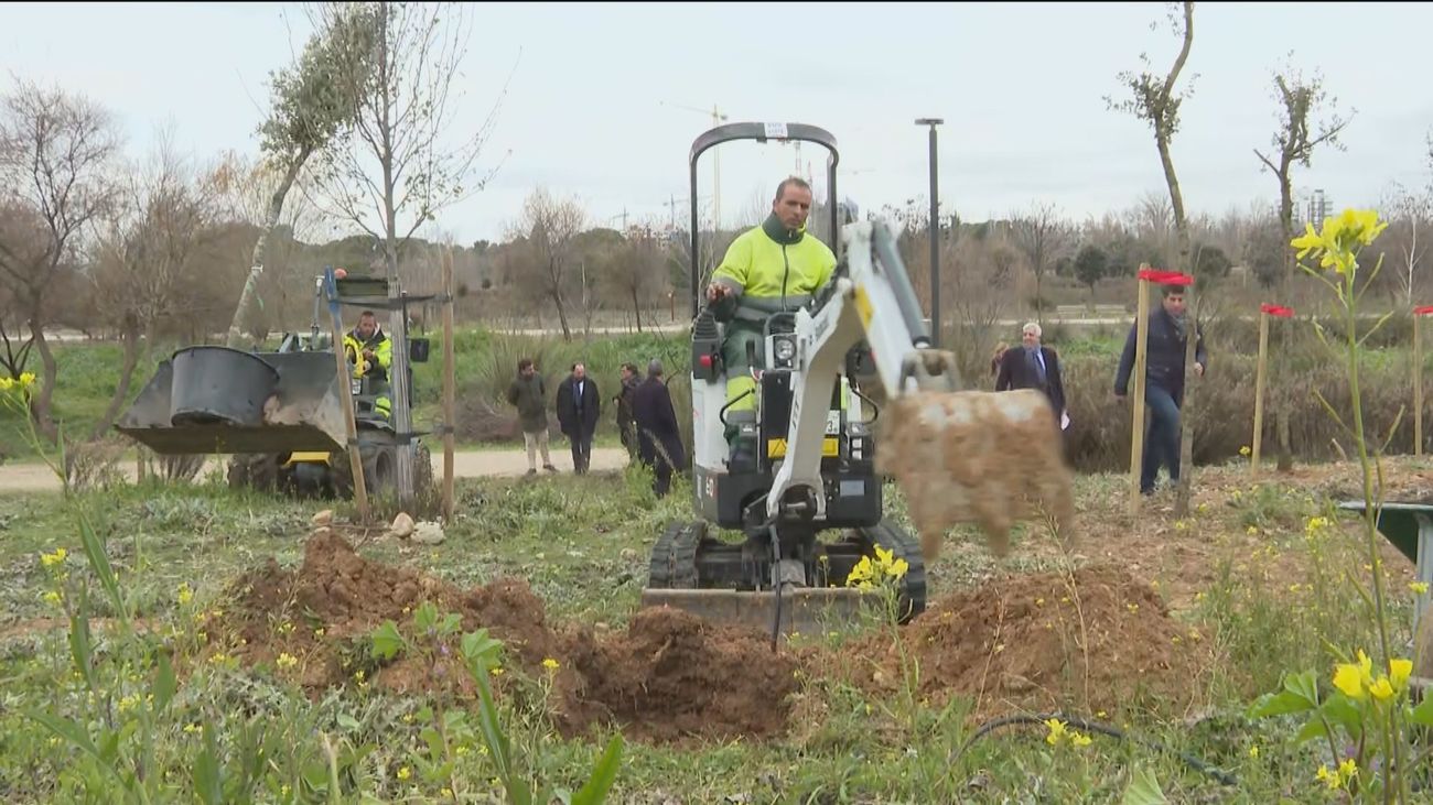 Alcalá planta 1.400 encinas en el Gran Parque de Espartales