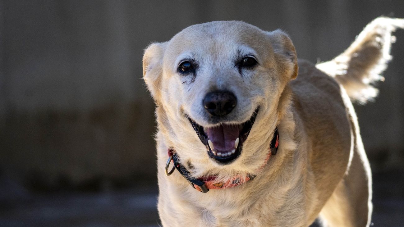 Corea del Sur dejará de comer carne de perro en 2027