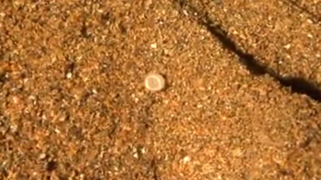 Uno de los pélets encontrados en la playa vasca de La Arena
