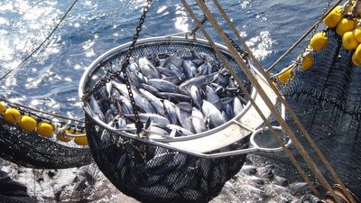 La justicia europea desoye los dictámenes científicos para poder aumentar las capturas pesqueras