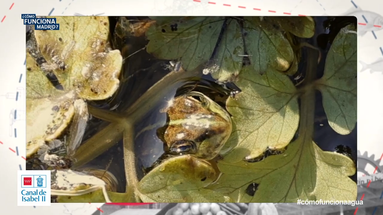 ¿Qué es el arroyo de la huerta de las ánimas?