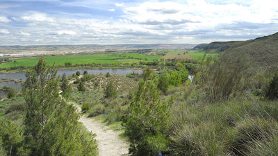 Rivas recupera el bosque mediterráneo en el Parque Regional del Sureste