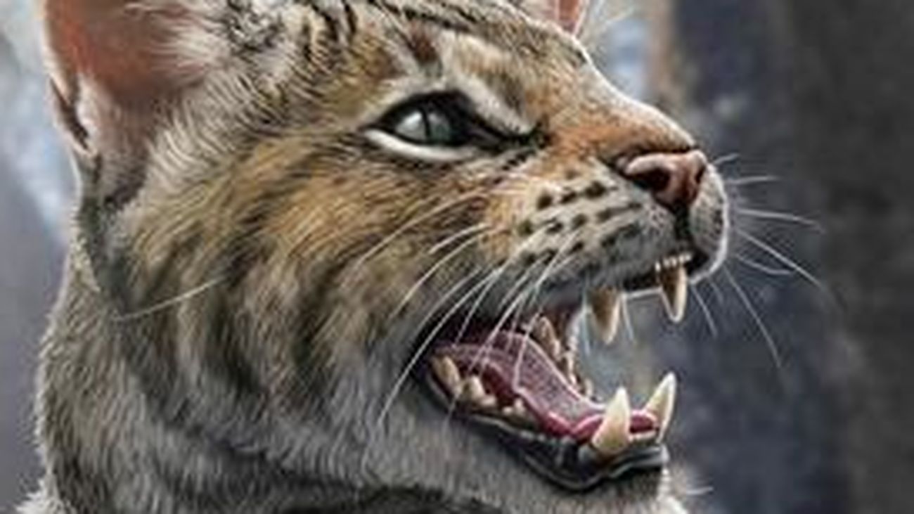 'Magerifelis peignei', el felino que habitó en Madrid hace 15 millones de años