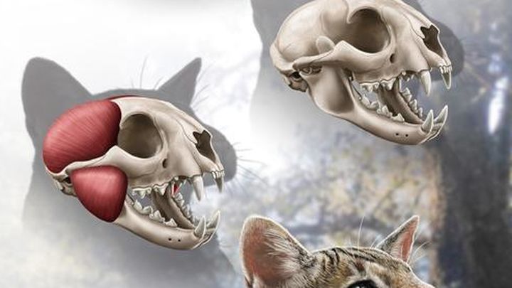 Felino descubierto en Madrid / MNCN-CISC