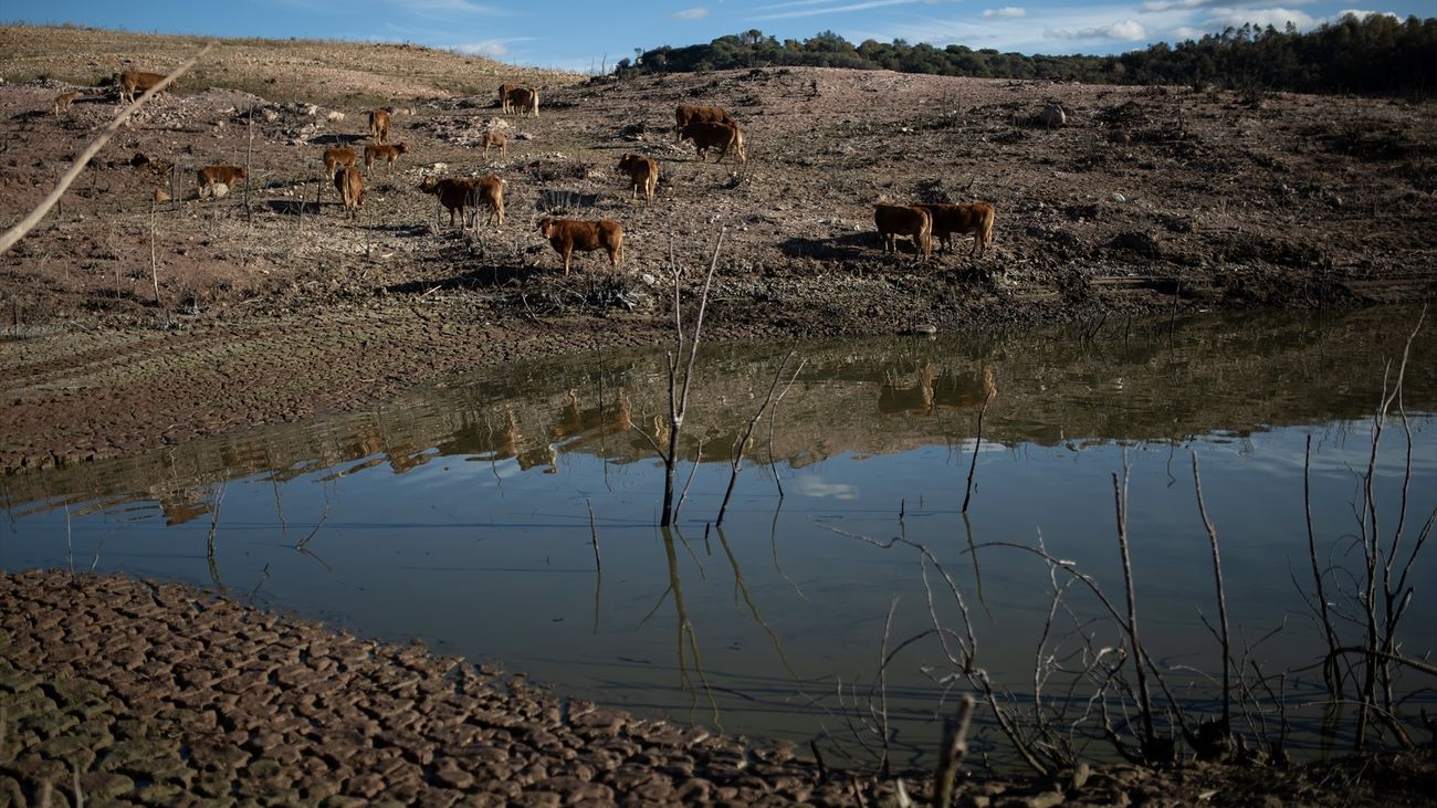 Ganado busca agua en un pantano afectado por la sequía