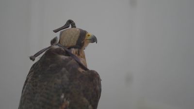 La primera clínica especializa en aves rapaces de toda la Península está en Paracuellos