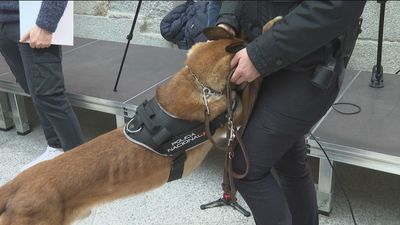 'Adopta a un héroe', los agentes caninos se retiran y buscan hogar