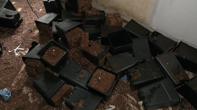 Okupan la casa de un vecino de Pozuelo y montan un cultivo de plantas de marihuana