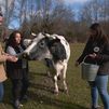 Ganaderas 4.0 en Alameda del Valle: una nueva forma de conocer la Dehesa