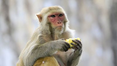Científicos chinos consiguen la primera clonación de primates con un mono rhesus