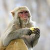 Científicos chinos consiguen la primera clonación de primates con un mono rhesus