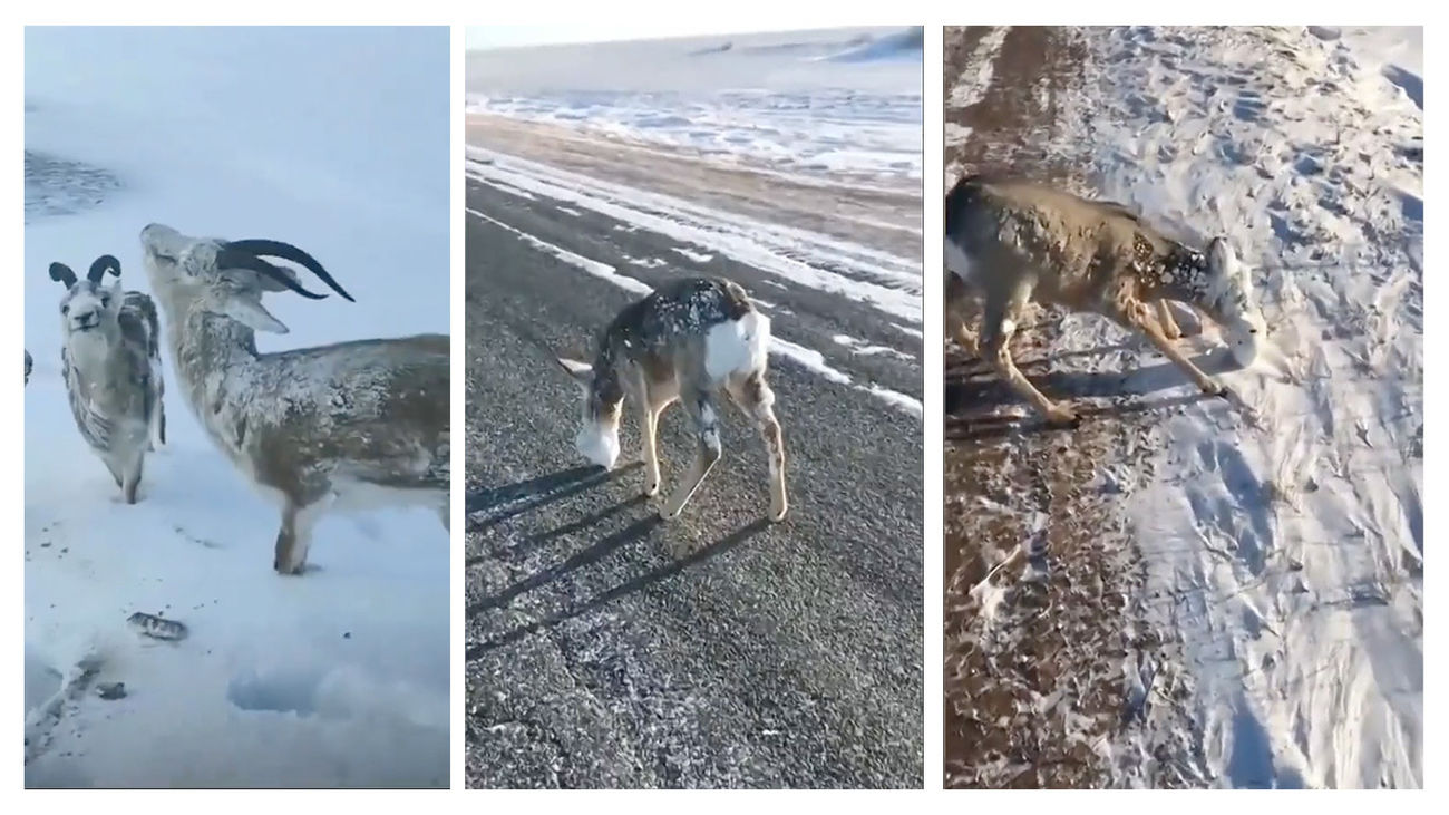Animales congelados por bajas temperaturas en Noruega