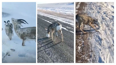 Animales congelados por bajas temperaturas en Noruega