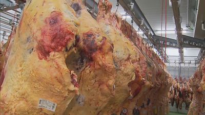 La mayor nave del mundo de venta de carne vacuna está en Vallecas