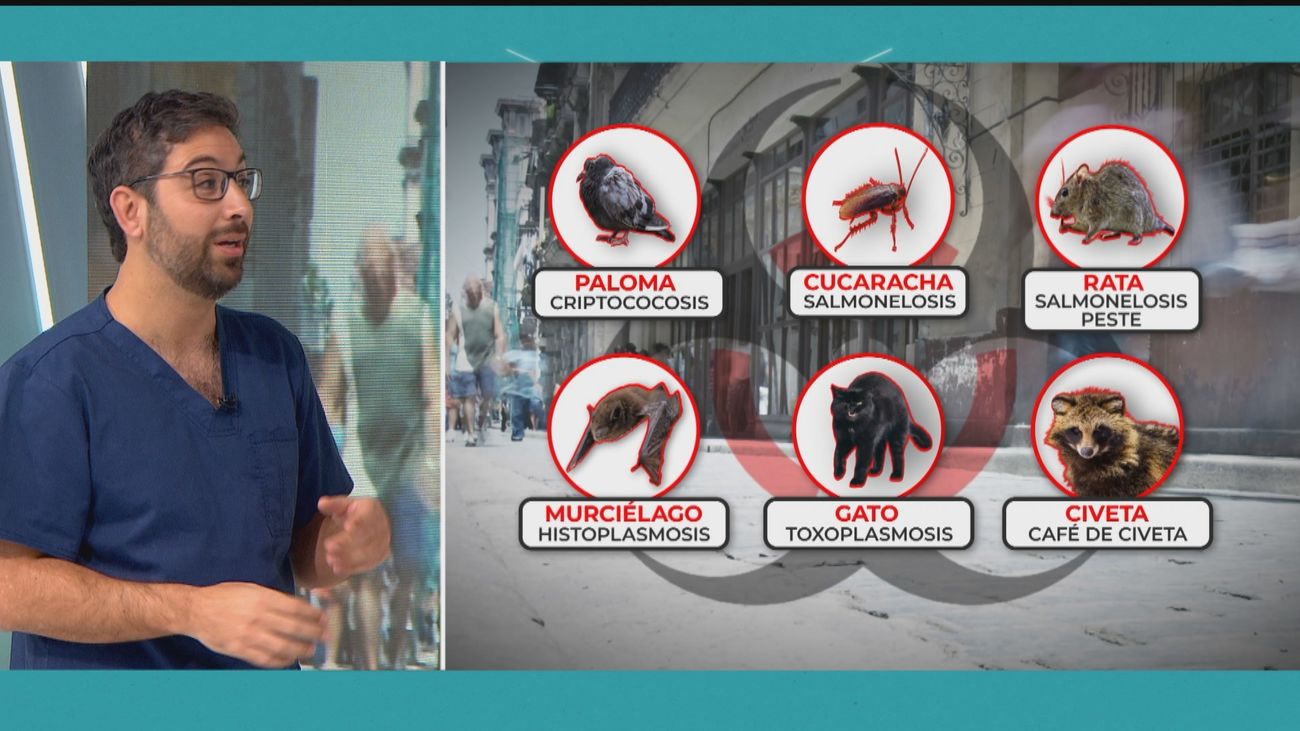 ¿Qué enfermedades nos pueden transmitir los animales?