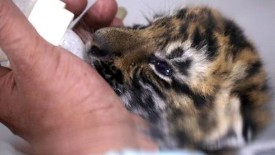 Nacen en China tres cachorros de tigre de Amoy, el más amenazado del mundo