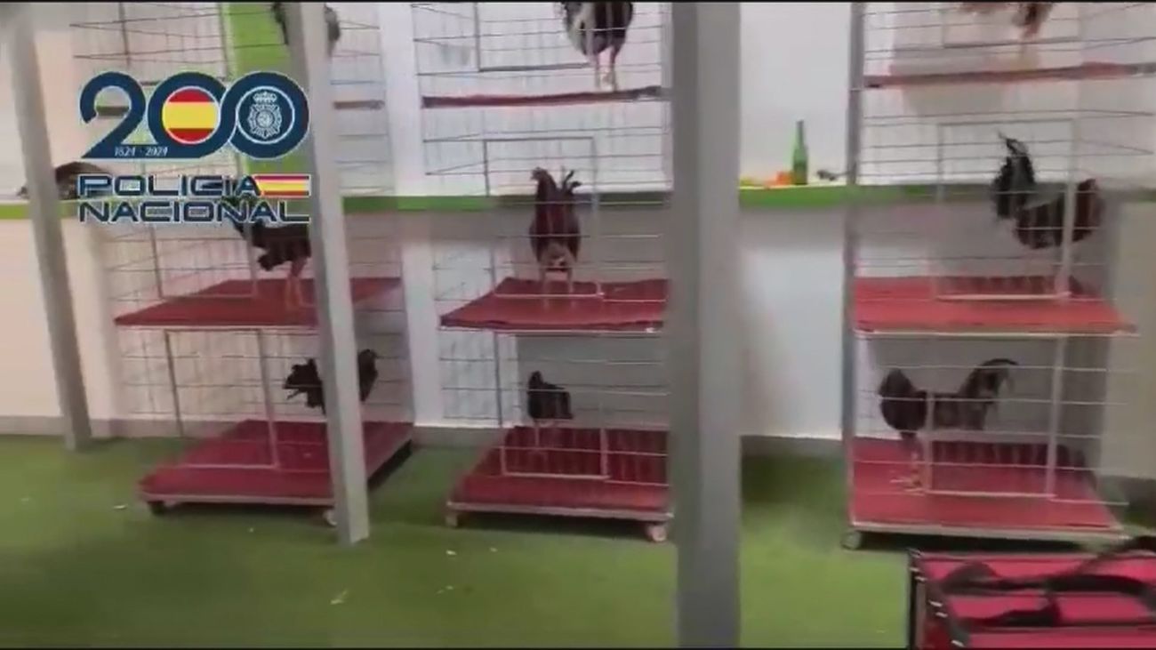 19 detenidos por organizar peleas clandestinas de gallos en Alicante