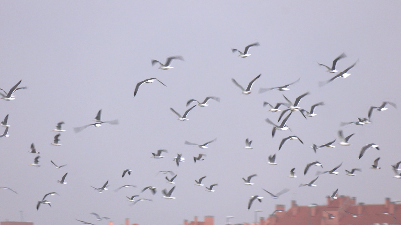 ¿Por qué hay cientos de gaviotas sobrevolando el cielo de Vicálvaro?