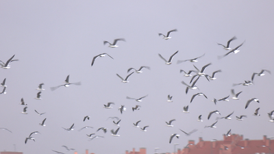 ¿Por qué hay cientos de gaviotas sobrevolando el cielo de Vicálvaro?