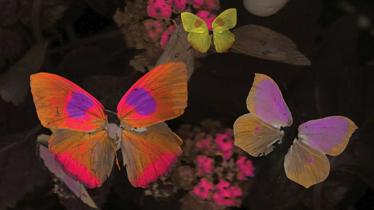 Así ven las abejas y algunas aves: una nueva cámara logra grabar 'con sus ojos'